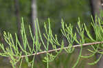 Pond Cypress